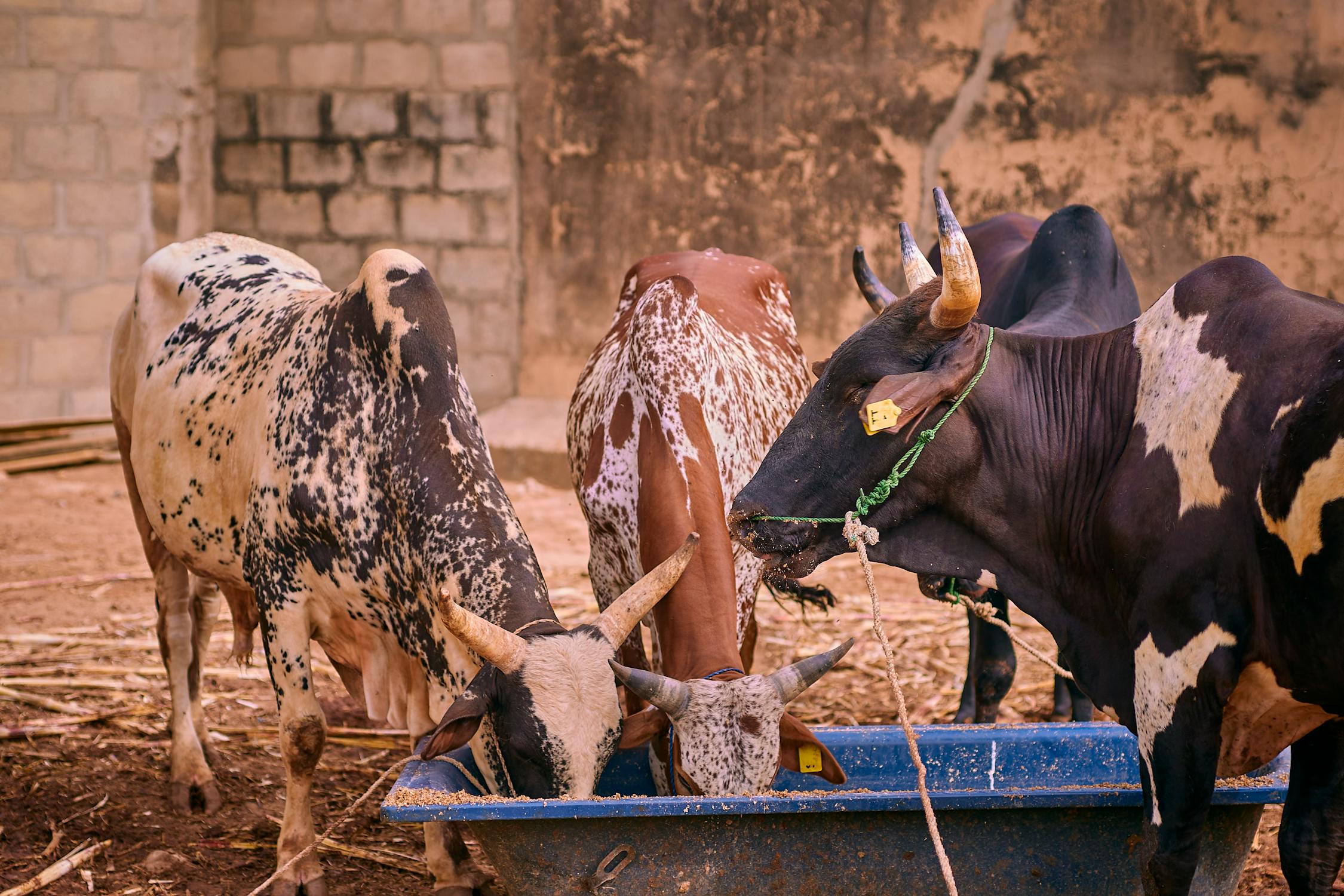 How to Start an Agribusiness in Nigeria: A Comprehensive Guide
